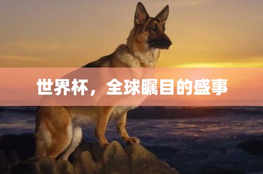 世界杯，全球瞩目的盛事