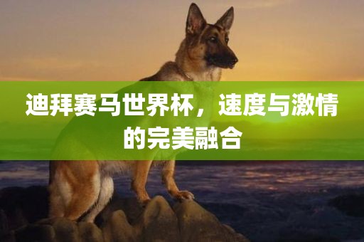 迪拜赛马世界杯，速度与激情的完美融合漯河市盈旭机械设备有限公司