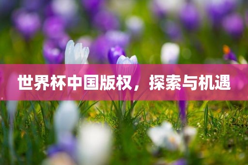 世界杯中国版权，探索与机遇漯河市盈旭机械设备有限公司